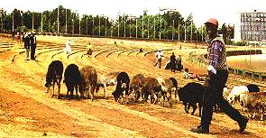 Transhumance (� Vincent Muteau)